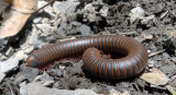 Millipede DSC00764.jpg