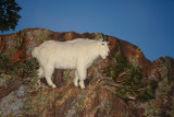 DSC02638 Buffalo Bill Museum Cody Wy R1.jpg