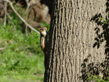 Chipmunk on Tree