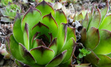 Hens & Chicks Closeup DSC00198.jpg