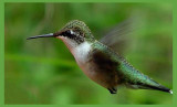 RubyThroated Hummingbird