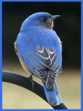 Eastern Bluebird.jpg