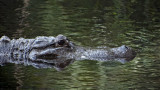 American alligator with Video