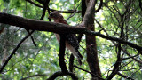red-shouldered hawk 