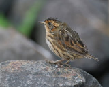 Salt-marsh Sparrow