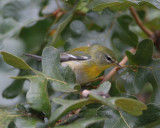 Northern Parula