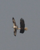Osprey, Bald Eagle