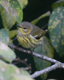 Cape May  Warbler