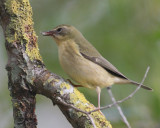 Black-throated Blue Warbler