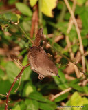 House Wren