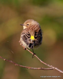 Yellow-rumped Warbler