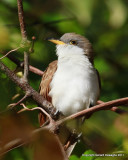 Yellow-billed Cuckoo