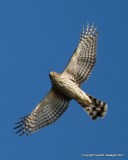 Sharp-chinned Hawk