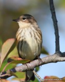 Yellow-rumped Warbler