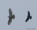 Redtail & Crow
