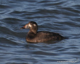 Surf Scoter