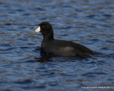 Common Galinule