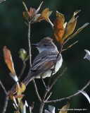 Ash-throated Flycatcher