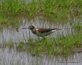 Common Sandpiper