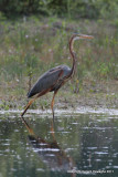 Purple Heron