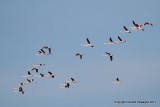 Greater Flamingoes