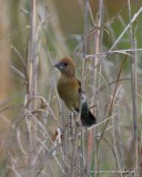 Blue Grosbeak