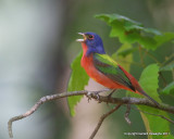 Painted Bunting