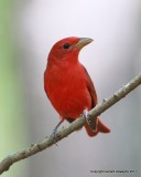 Summer Tanager