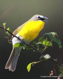 Yellow-breasted Chat