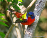 Painted Bunting