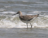 Willet