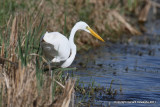 Great Egret