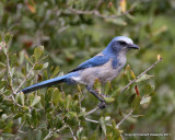 Florida Scrub Jay