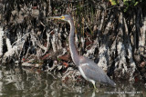 Tri-colored Heron