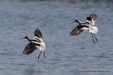 American Avocets