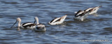 American Avocets