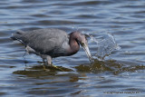 Reddish Egret