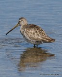 Long-billed Dowicher