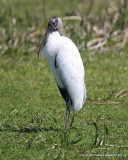 Wood Stork