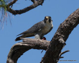 Peregrine Falcon