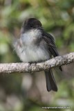 Eastern Phoebe