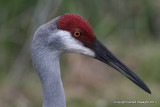 Sandhill Crane