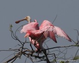 Roseate Spoonbills