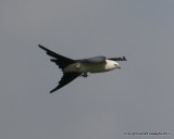 Swallow-tailed Kite