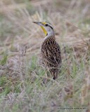 Eastern Meadowlark