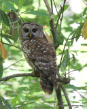 Barred Owl