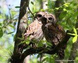 Barred Owl