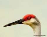 Sandhill Crane