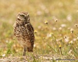 Burrowing Owl