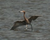 Reddish Egret